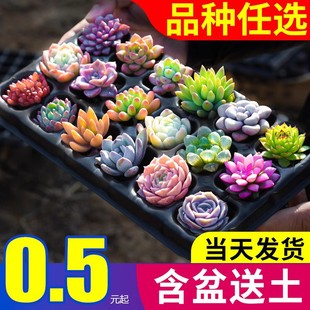 Succulent Plant Combination Potted Small Green Plants Florals Jade Dew Large Easy to Grow Indoor Fine Succulent with Pot Old Pile