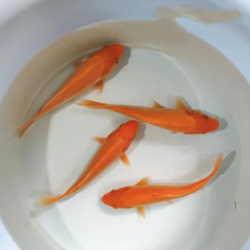 観賞魚、黄色の鯉、金魚、活魚、鯉、冷水魚、小型の淡水魚、飼育しやすい、耐久性のある黒鯉|undefined