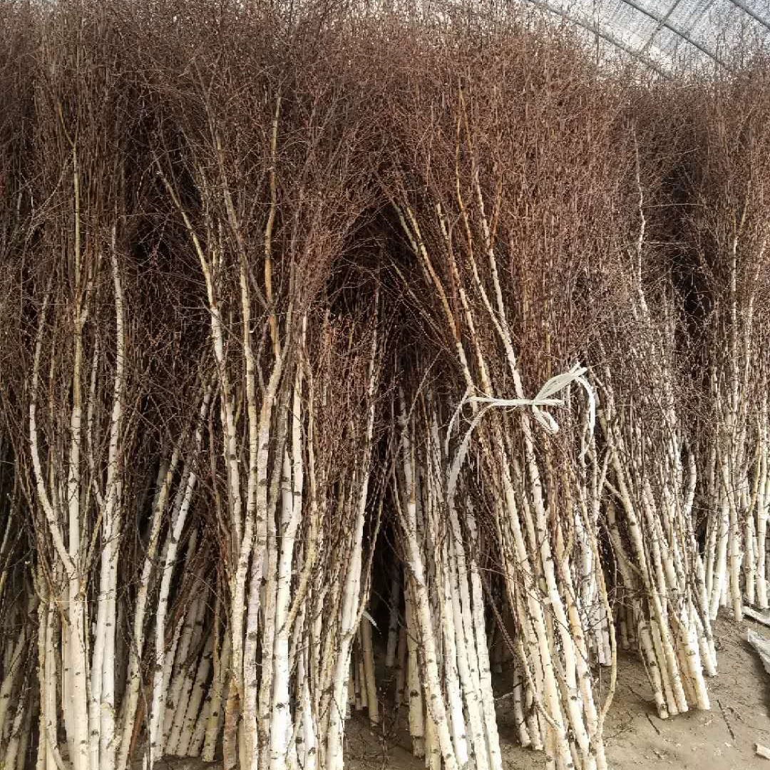 。 Украшение из белой березы, ствол белой березы, сегмент белой березы, круглая деревянная палочка, белые ветви, ветки деревьев, пни, мягкий витринный дисплей