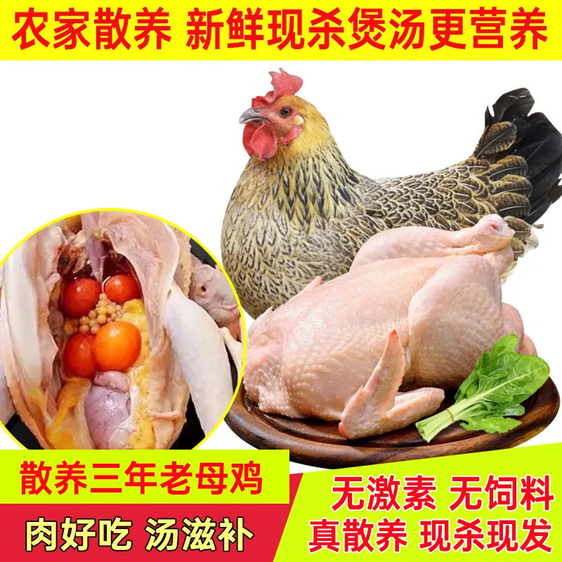 顺丰包邮老母鸡土鸡农家散养走地土鸡草鸡柴鸡笨鸡新鲜现杀鸡整只