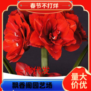 Elf Amaryllis Imported from the Netherlands Double-Petaled Amaryllis Bulbs Large Balls Ground Planting Bulbs Flower Viewing Plants Potted Florals