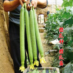 High-Yielding Long Luffa Seeds, Seedlings, Extra-Long Four-Season Seedlings, Vegetable Seedlings, Seedlings, Spring Seedlings