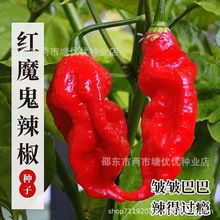 魔鬼椒种子印度鬼椒种子辣椒种子超辣的辣椒品种四季种植
