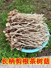 广昌剪根茶树菇新货不开伞500g 新鲜剪脚干茶树菇干货一斤不开膜