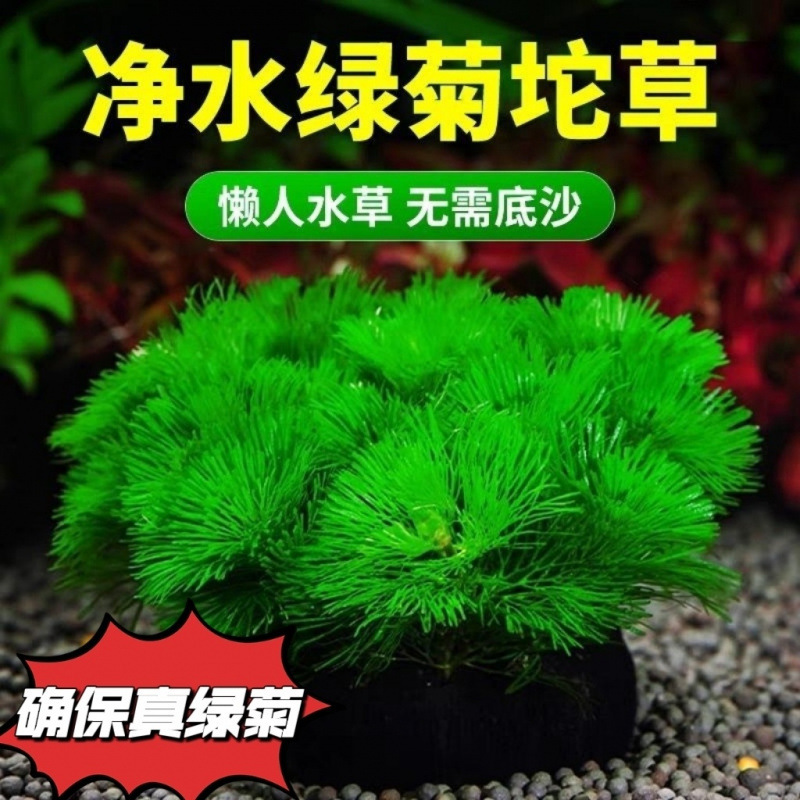 緑菊草、酸素化された怠惰な球状水草、水槽の造園の完全なセット、底砂なし、水質浄化なし|undefined