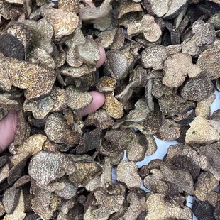 ���� ��Ƭ����¶