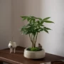 桌面植物盆栽花卉发财树