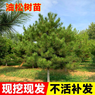 ���ɘ���ͥԺ�Tǰ�Nֲ���Ե������F�L����G��������ľ�ͺ�ֲ��