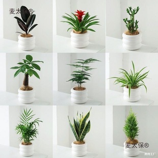 �lؔ���k���ҾGֲ���B��߼����澫�µ��mС���Ի�������ֲ��̫��