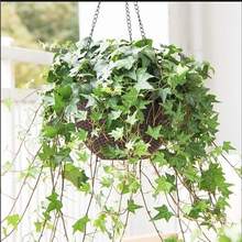 常春藤盆栽藤蔓室内垂吊兰长春藤吸甲醛爬常青藤观叶绿植植物阳台