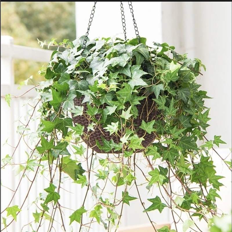 常春藤盆栽藤蔓室内垂吊兰长春藤吸甲醛爬常青藤观叶绿植植物阳台