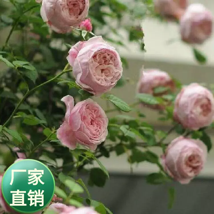 批发2年欧式藤本月季花苗 自由精神欧月粉色系  绿化中苗围墙攀爬