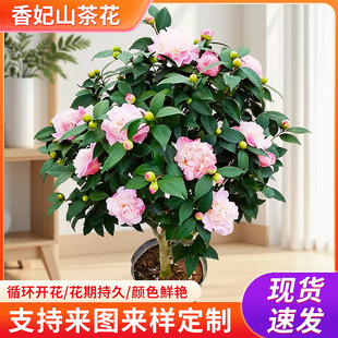 �����軨Ʒ�N�޽Ә������Ԏ������҃�ɽ�軨�ļ�ͥԺ�Gֲ�辰