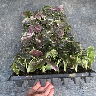 ����ֱ������W�t��ֲ��Ɲ�m����M�����҃��^�~�Gֲ�����ļ����G