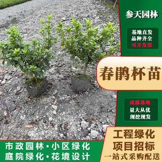 春鹃地苗批发高度冠幅20~40公分可选工程市政小区园林绿化基地