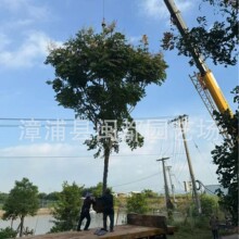 �Sɽ��乤���� �׏� 12cm �߶� 4.5 �� ͥԺ�����е��� ����r��