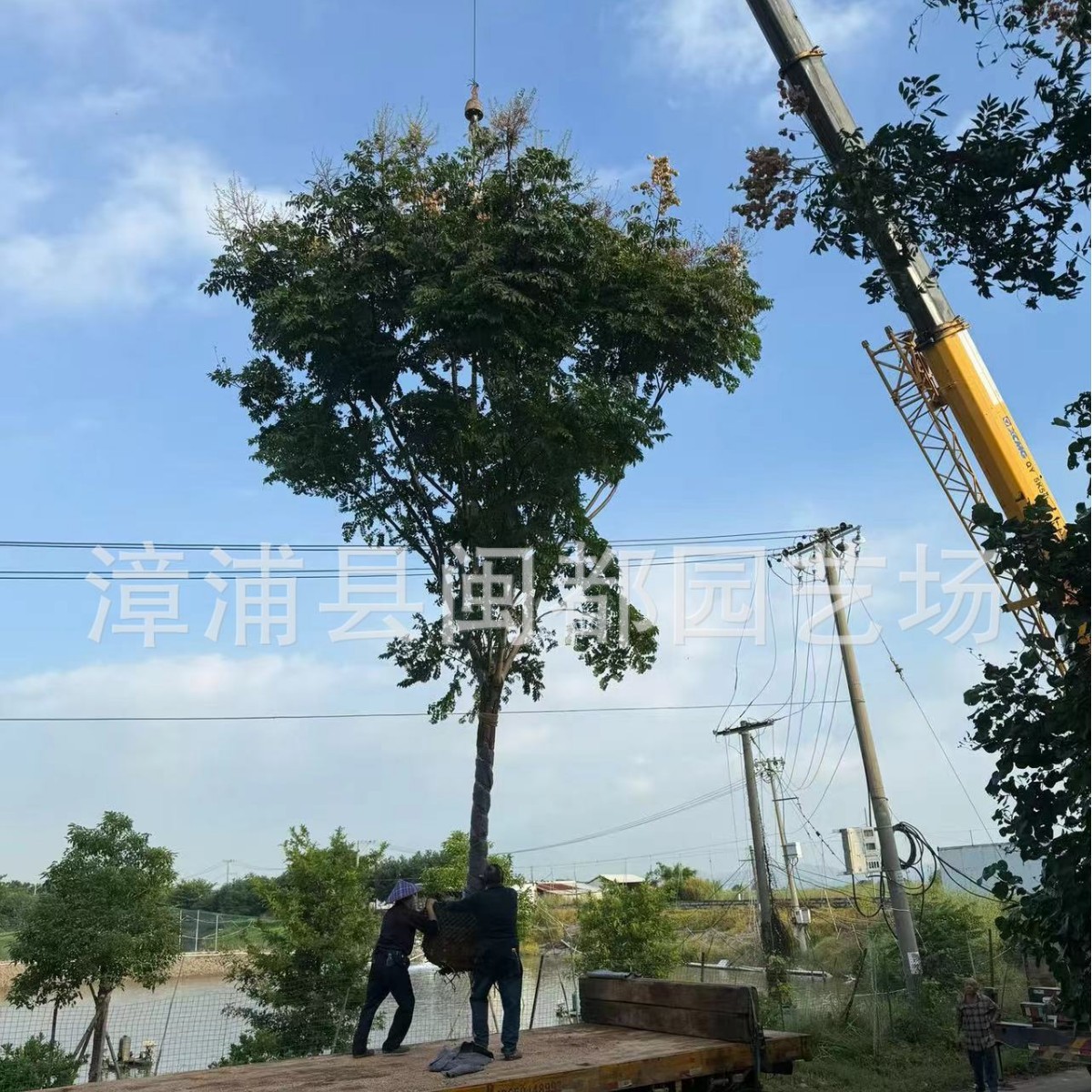 黄山栾树工程苗 米径 12cm 高度 4.5 米 庭院市政行道树 量大价优