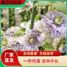 水面妖精铁线莲花苗爬藤花卉植物水妖精重瓣铁线莲丰花耐热四季开