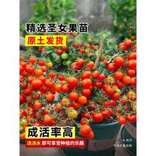 ǧ}Ů԰СѷNϷ̨ˮֲ߲N