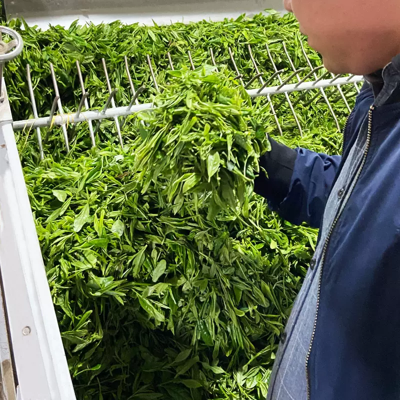 黄山毛峰一芽一叶2025新茶袋装批发明前安徽黄山产地绿茶毛峰茶叶