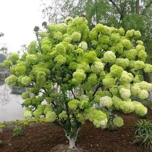 Chinese Wood Hydrangea Tree Seedlings Xiudou Ball Seedlings Courtyard House Cold-Resistant Potted Landscape Tree Large Flower Hydrangea Saplings