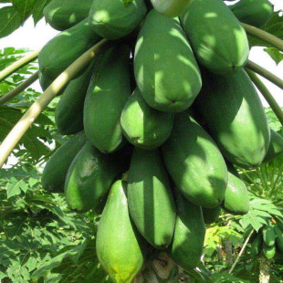 ����N��ľ�ϷN�� ���ϼt�ķ�ľ�ϷN��ţ��ľ���� �챡Ƥ��֭ľ��