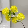 New snowflake hydrangea