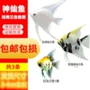 Milk white fairy set meal 1