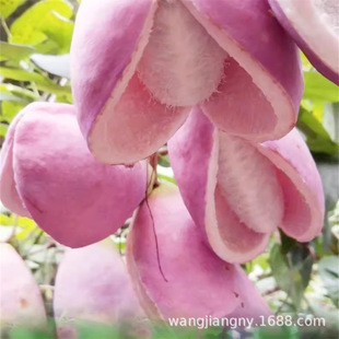 �Ϲ����¹Ϲ�����Ұ������ը�����ļ��Nֲ�Ϸ����¹Ϙ��箔��Y��