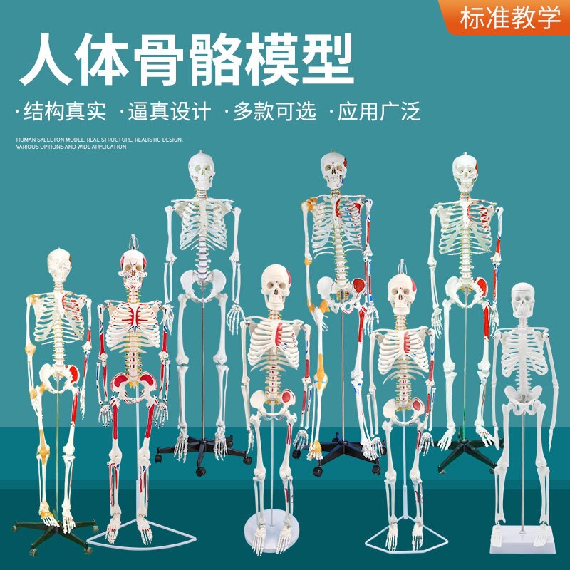 Teaching Model of 85cm Human Muscle and Skeletal Structure, Full-Body Skeleton Model, Detachable Spine, Yoga Beginner Skeleton