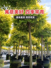 ��������Ůؑ�����ǻ���ͥԺ�e������G��ֲ���ļ��������͘����B