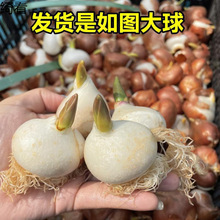 水培郁金香大种球水仙花种子花卉盆栽绿绿植室内鲜花绿植活风信子