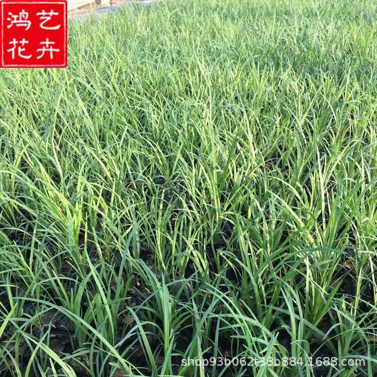 Орхидея Panax notoginseng цветок в горшке двор сад растение для покрытия почвы Qingzhou база прямая оптовая продажа