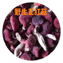 �t��Ұ���tĢ�����ӹ���؛�t����؛��������ɽҰ�����t����Ʒ