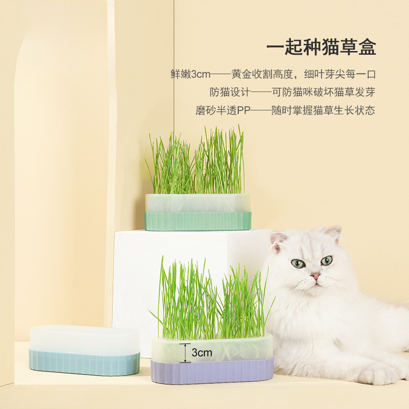 Caja hidropónica de hierba para gatos semillas de maceta cajas de hierba para gatos jóvenes Caja hidropónica de hierba para gatos