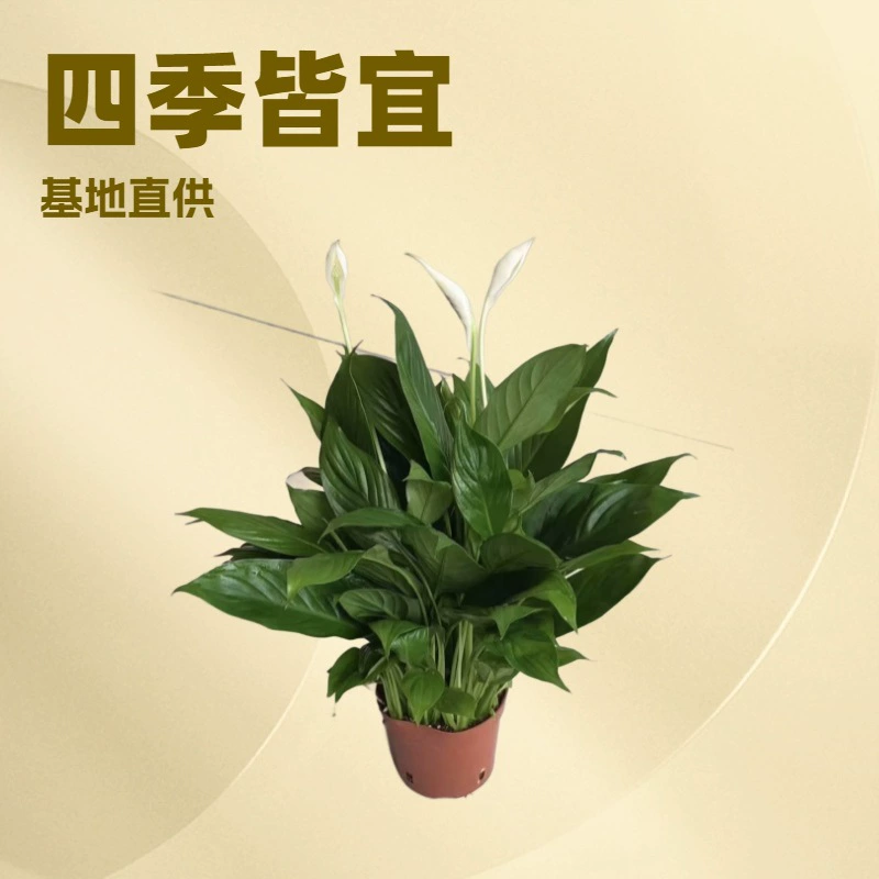 Источник производители поставляют офисный дом зеленое вино белая Пальма A110 Кубок Сад Офис Мини-цветы оптом