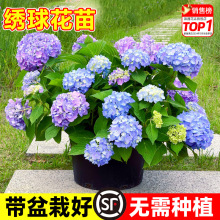 ������o�M���ļ��_����������ͥԺ���B�Ļ���ֲ���̨�҃Ȼ�
