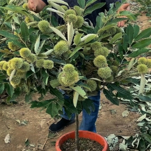 Chestnut Seedlings, Chestnut Saplings Grafted to Dahongpao Chestnut Seedlings, Ground Potted Plants, Courtyard Planting in the North and South, the Results of the Current Year