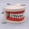 Dental teaching model doctor-patient communication model comprehensive case model removable dental model implant restoration model