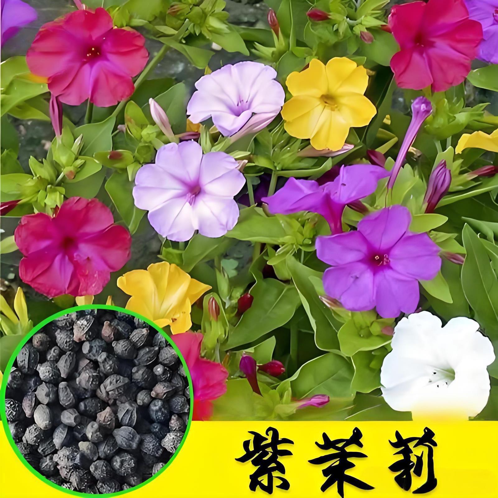 紫茉莉种子草茉莉地雷花籽阳台庭院盆栽四季播易种花卉胭脂花种子