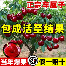 ܇���Ә��������ش���Ұ����޽ӹ������ͥԺ���Ե����ϱ����Nֲ