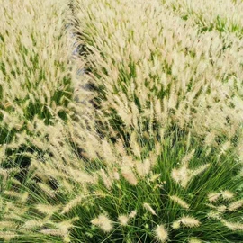 灌木;水生植物;一二年生花卉