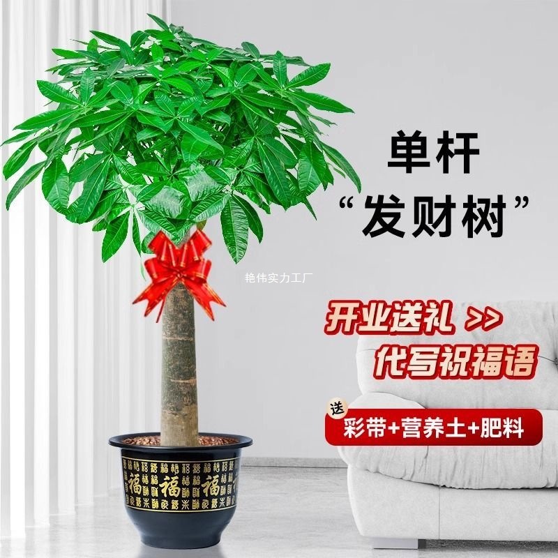 2025 Five-Braided Large Money Tree Living Room Indoor Large Potted Plant Large Green Plant Money Tree Office Opening Gift