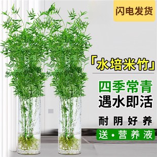 Rice bamboo green plant potted indoor hydroponic plants to feed Guanyin bamboo rich bamboo south Tianzhu living room lazy flowers