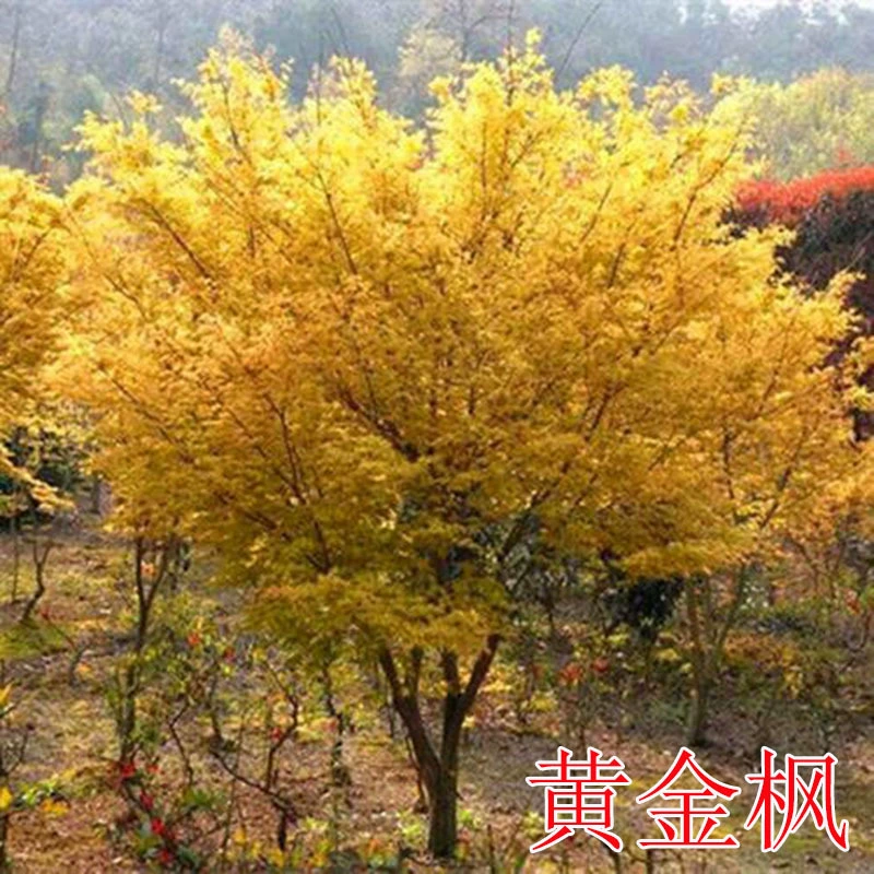 Золотой клен Рассада Ландшафтный дизайн Рассада Открытый двор Золотой клен в горшке Посадка озеленение деревьев