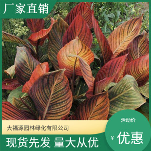 Base Supply of Purple Leaves, Mosaics, Canna Flowers, Aquatic Canna, Various Varieties, Large Quantity, Favorable Price