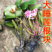 池塘睡莲花鱼缸睡莲根块带花苞四季盆栽水培植物庭院大小睡莲花苗