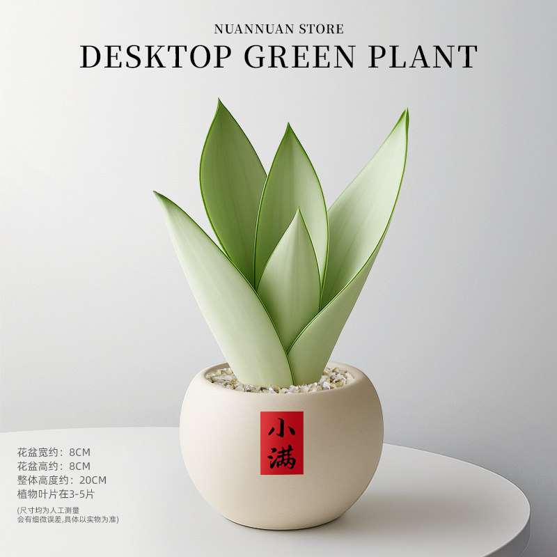 精选白玉虎皮兰（3-5片叶子）+米白圆球陶瓷盆+小满贴纸圆满吊牌