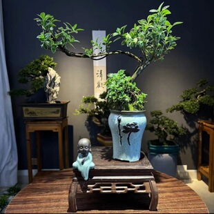 Phnom Penh Cliff June Snow Potted Plant Rooted Four Seasons Indoor Plant Office Living Room Tea Table Balcony Desktop Green Plant