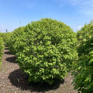 Tea Bar Maple Balls, Triangular Maple Balls, Clustered Triangular Maple Hedge Seedlings, Triangular Maple Balls, Greening Balls Wholesale